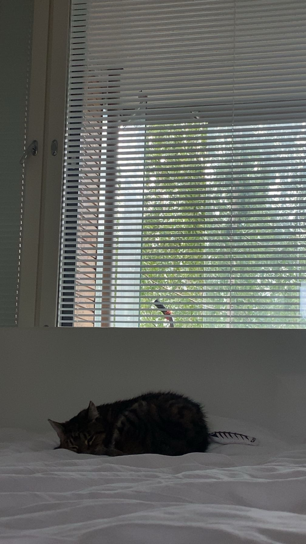 image-8