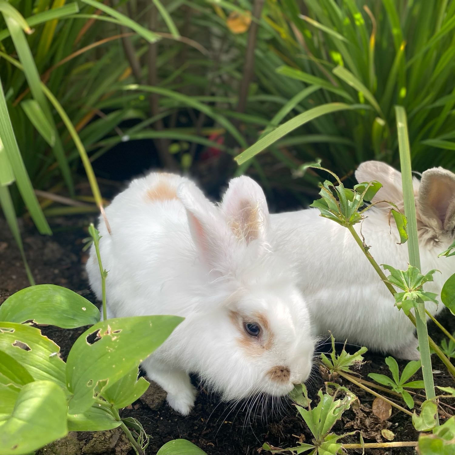 Luna