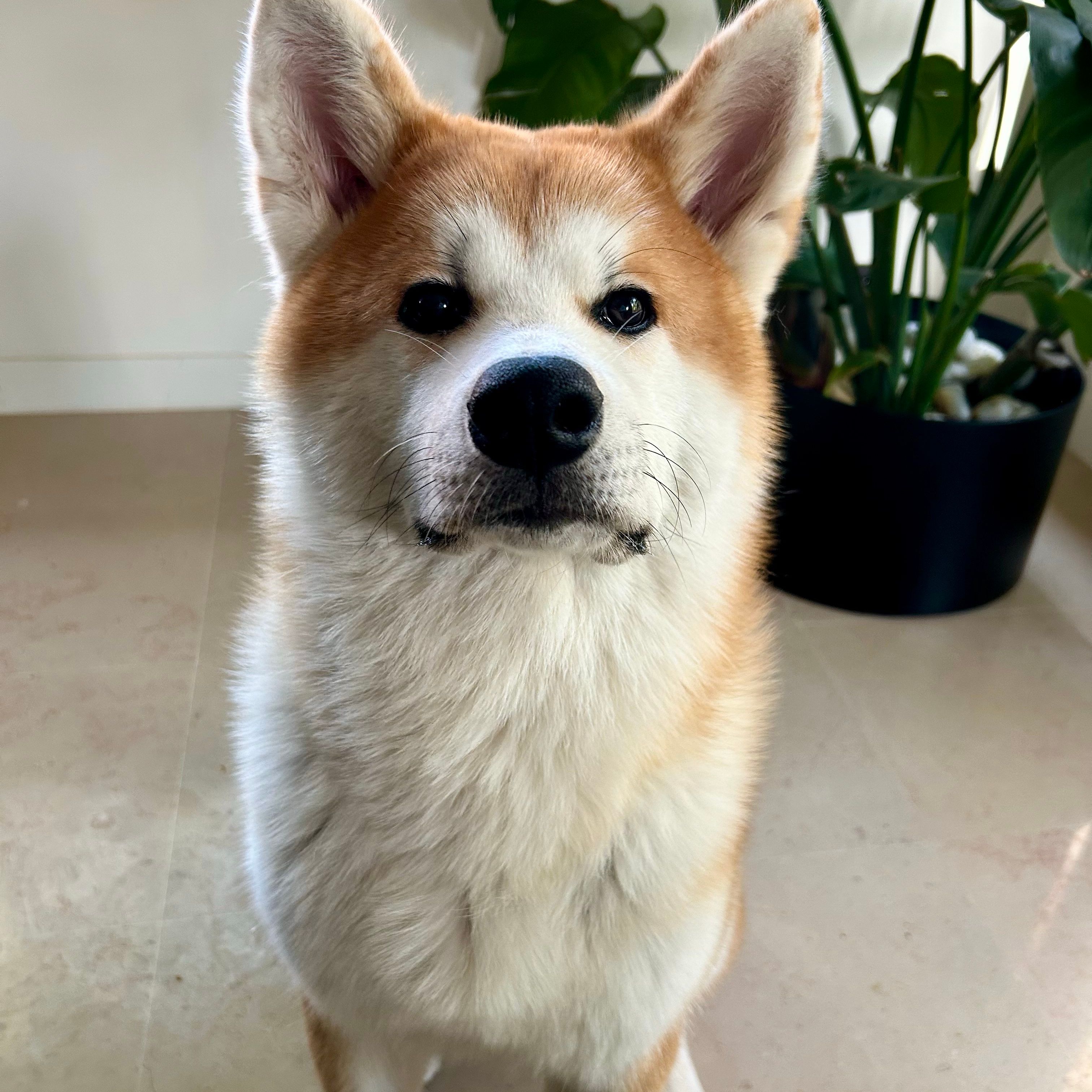 Shiro