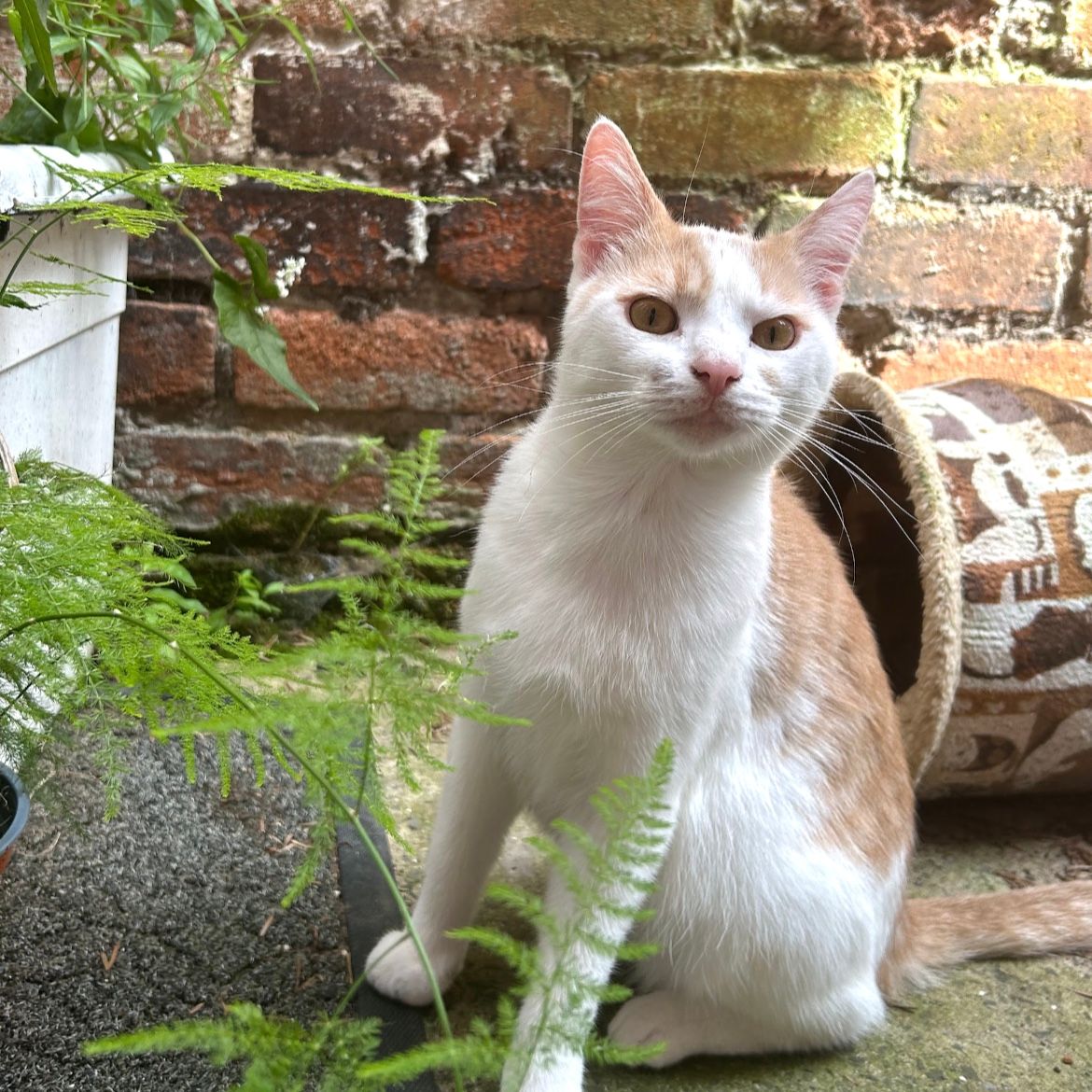 Henry