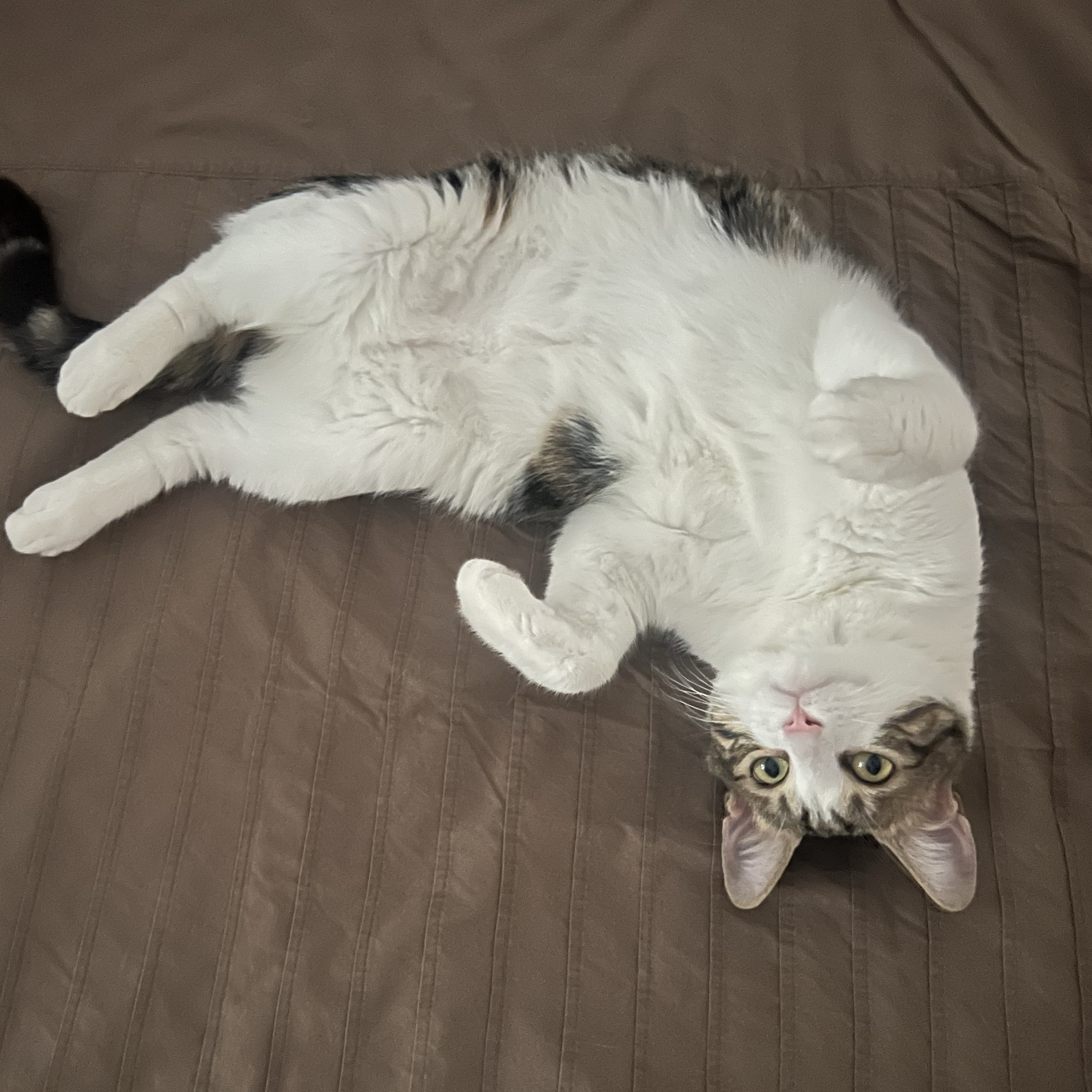 Simba