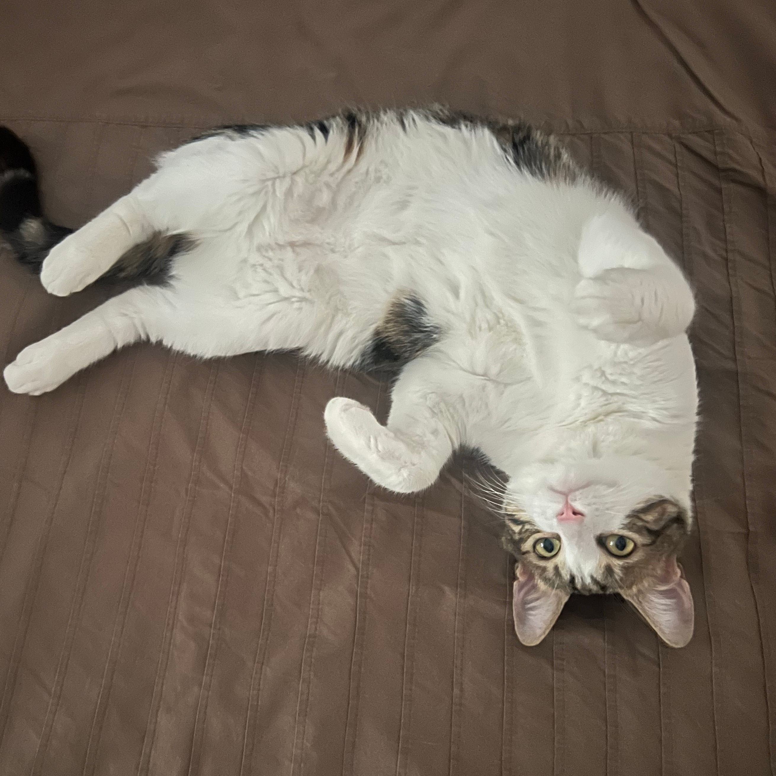 Simba