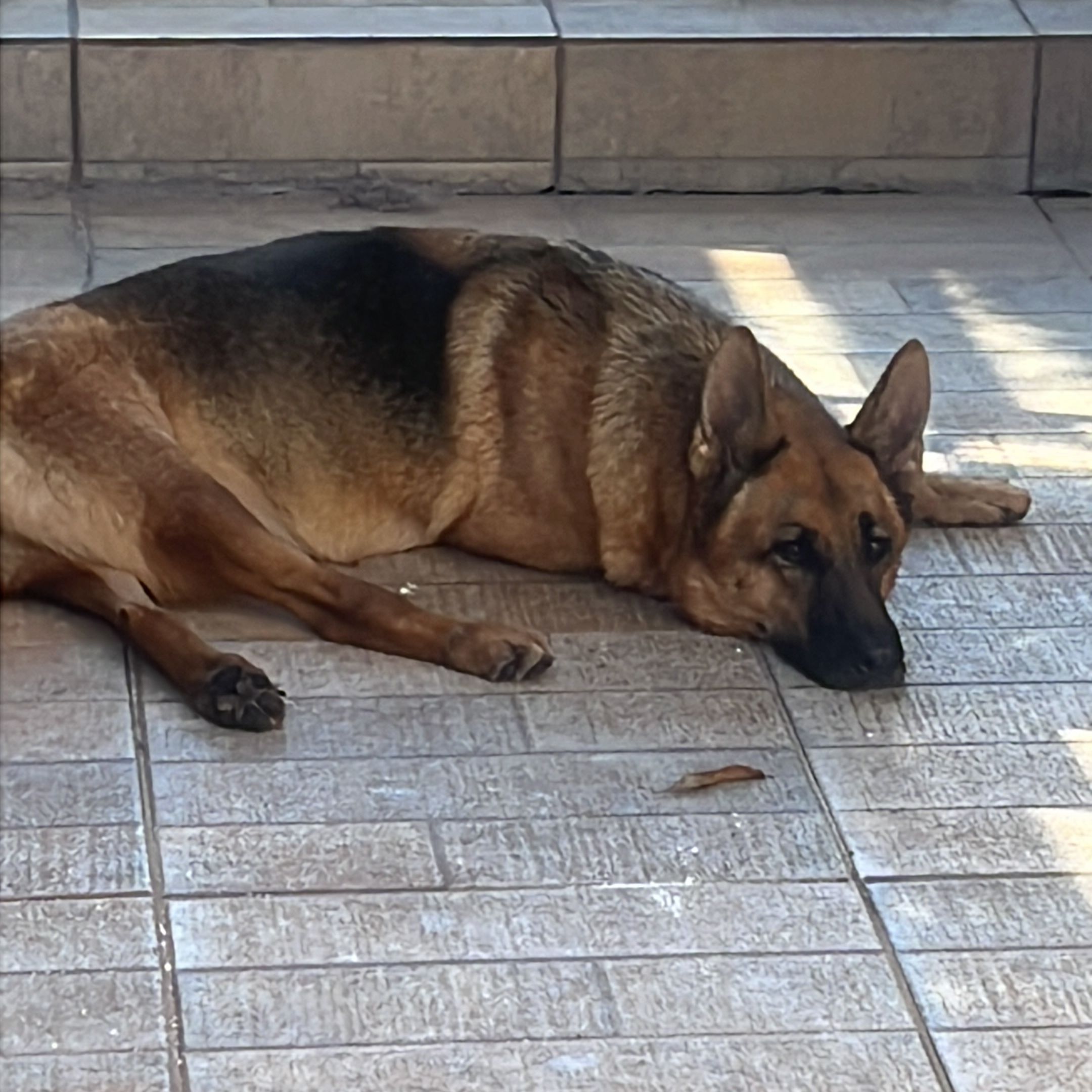 Zoe