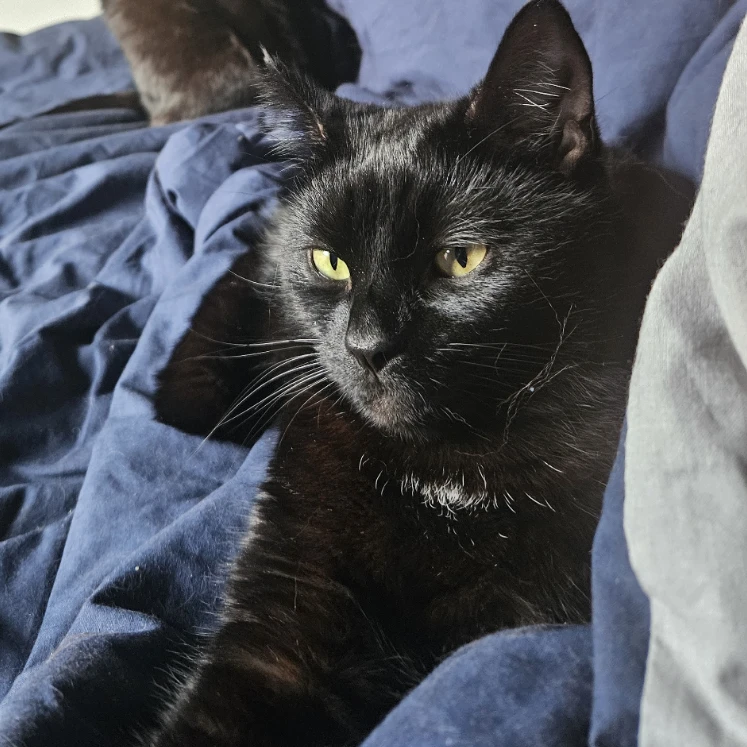 Loki