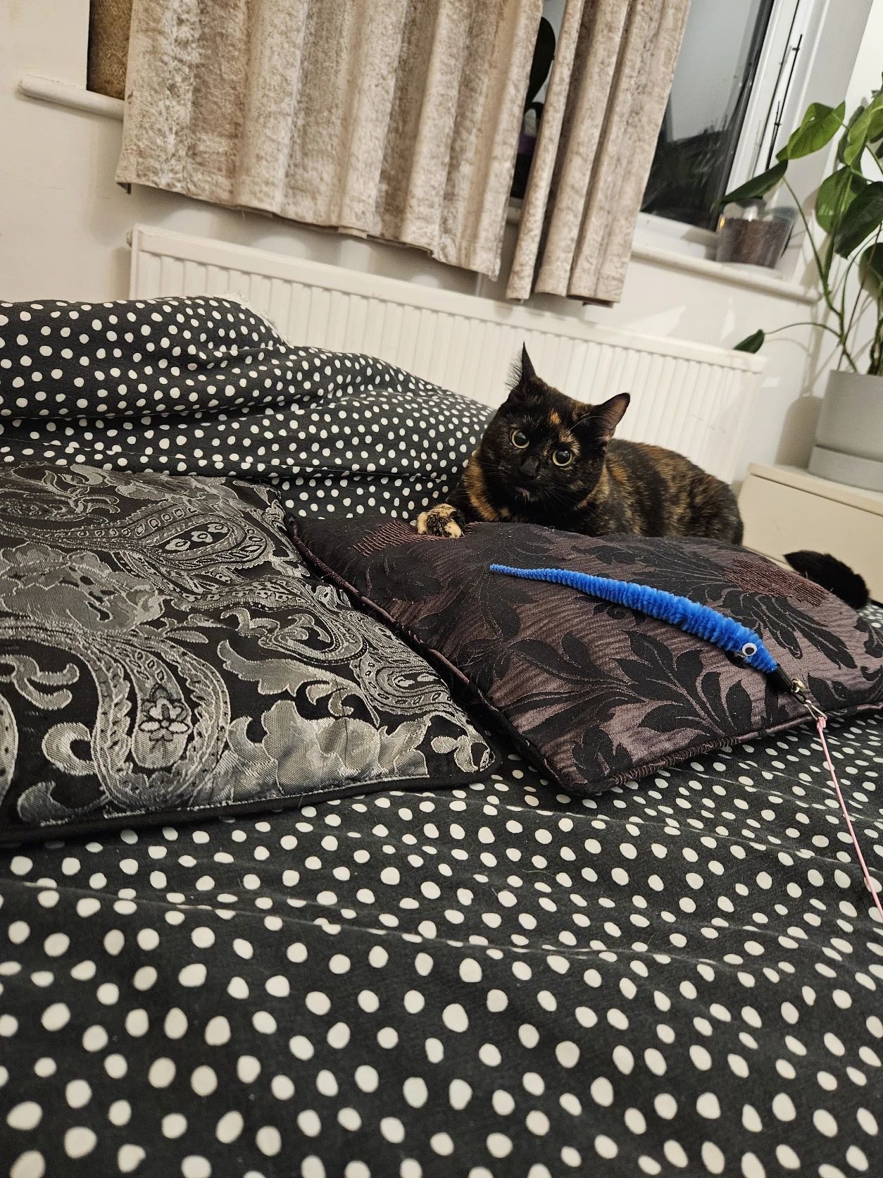 image-7