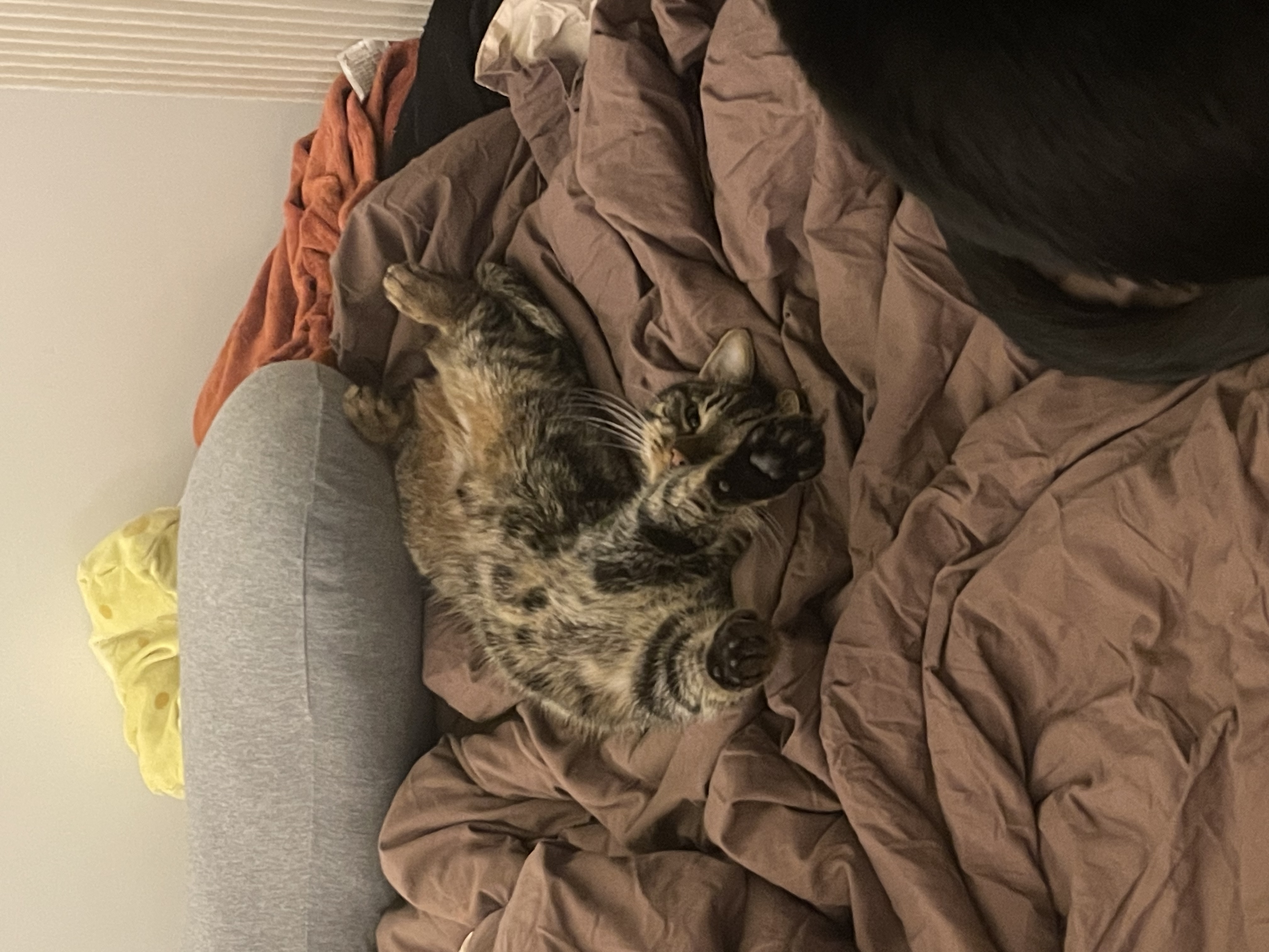 image-12