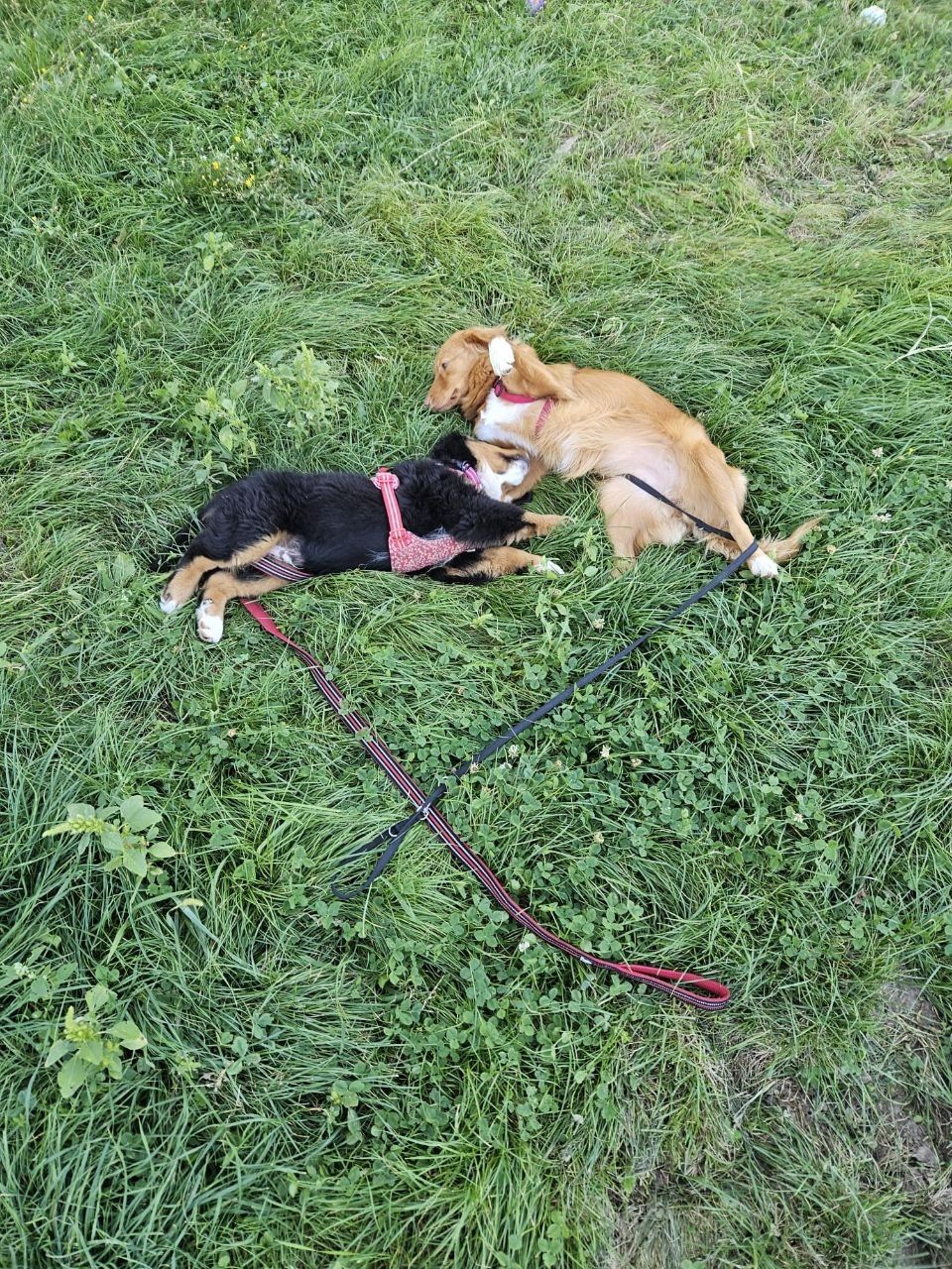 image-4