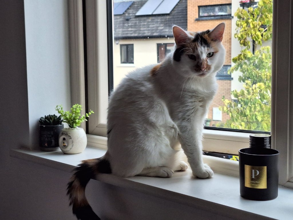Patsy