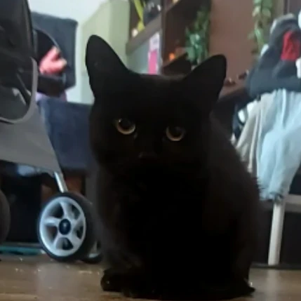 Kaisla