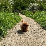 Annie