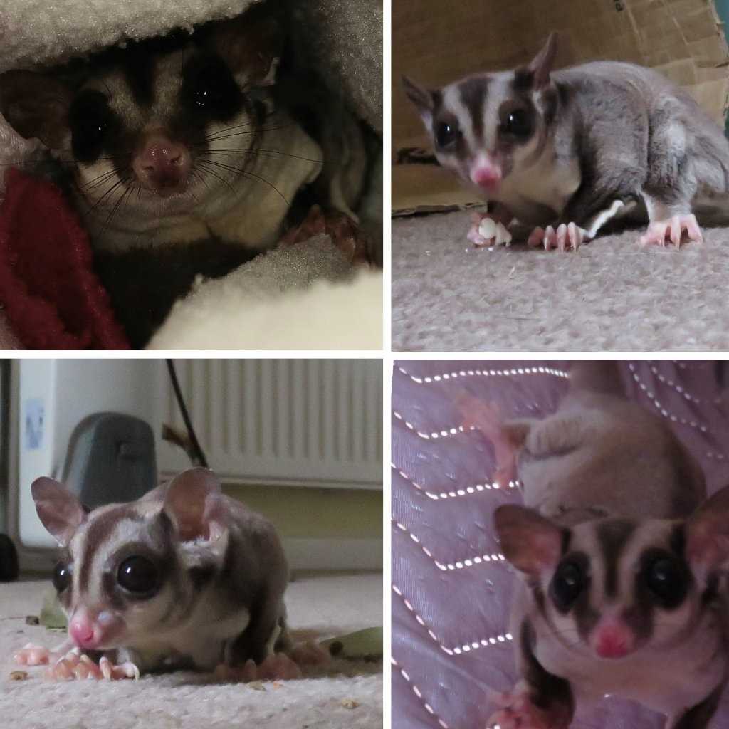 Summer, luna, amber and murphy