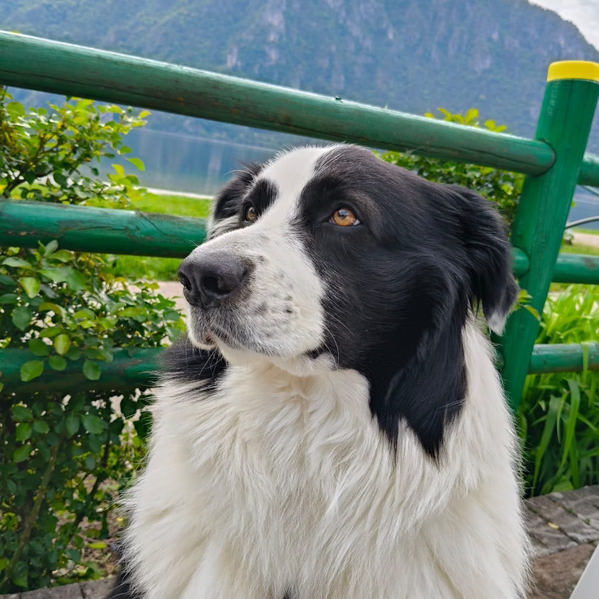 Balù
