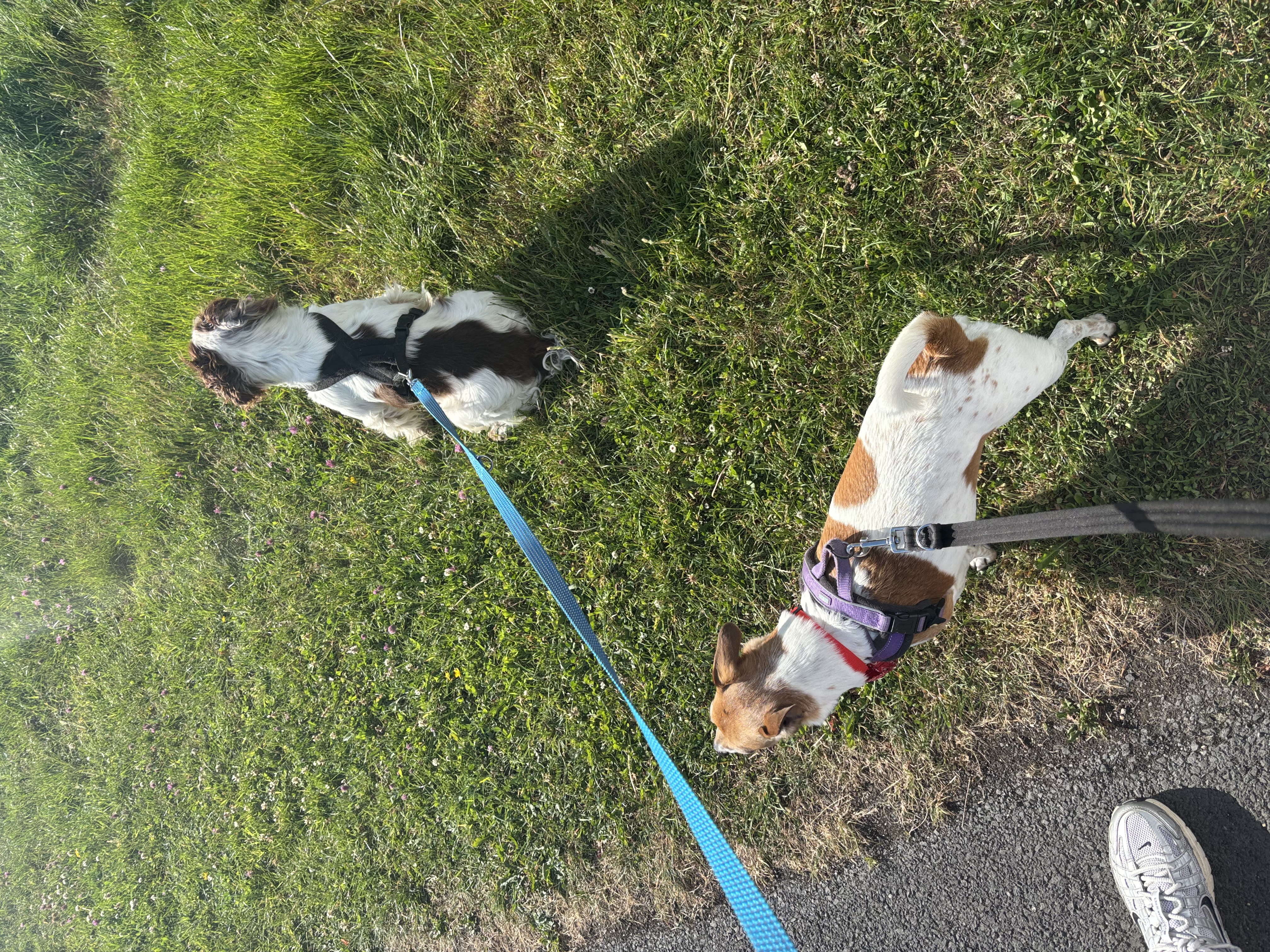 image-7