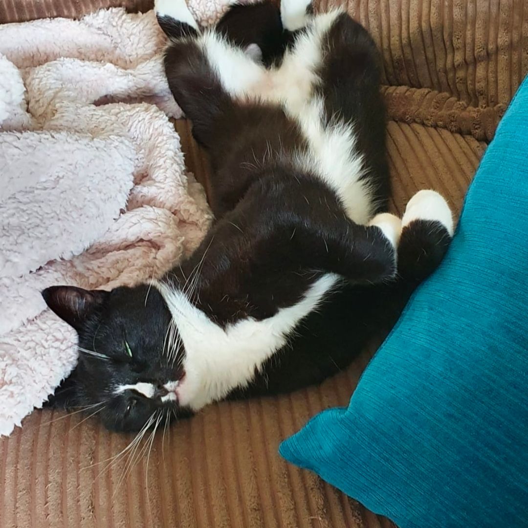 Mittens