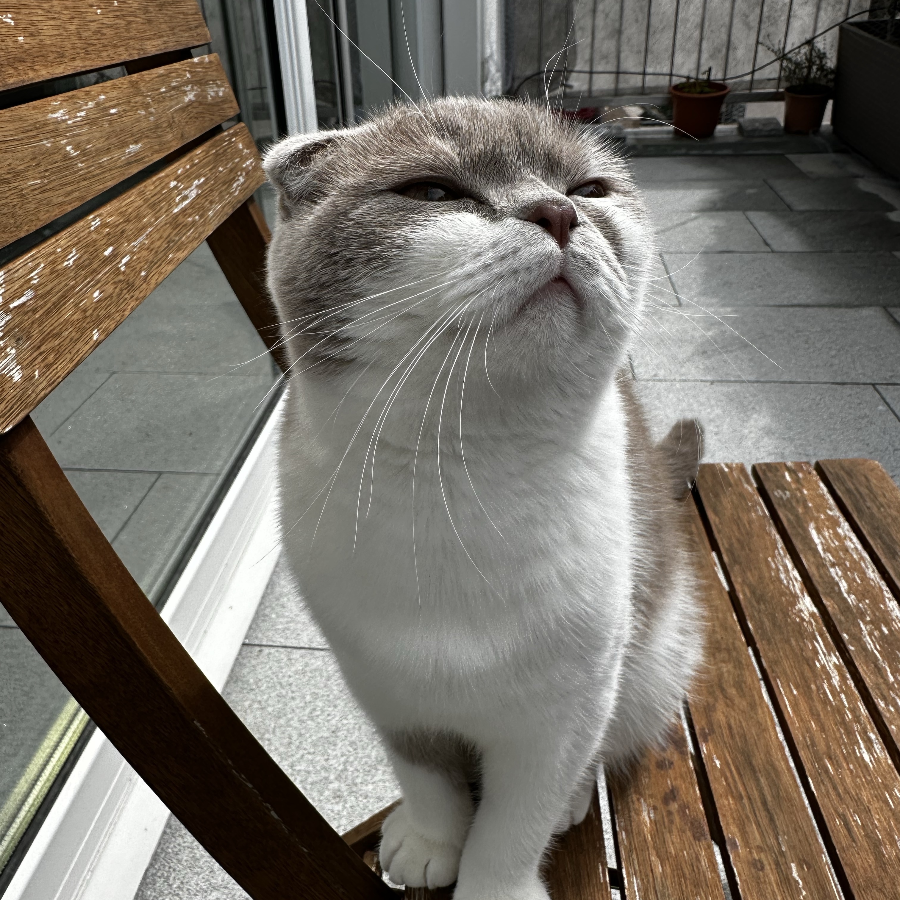 Milou