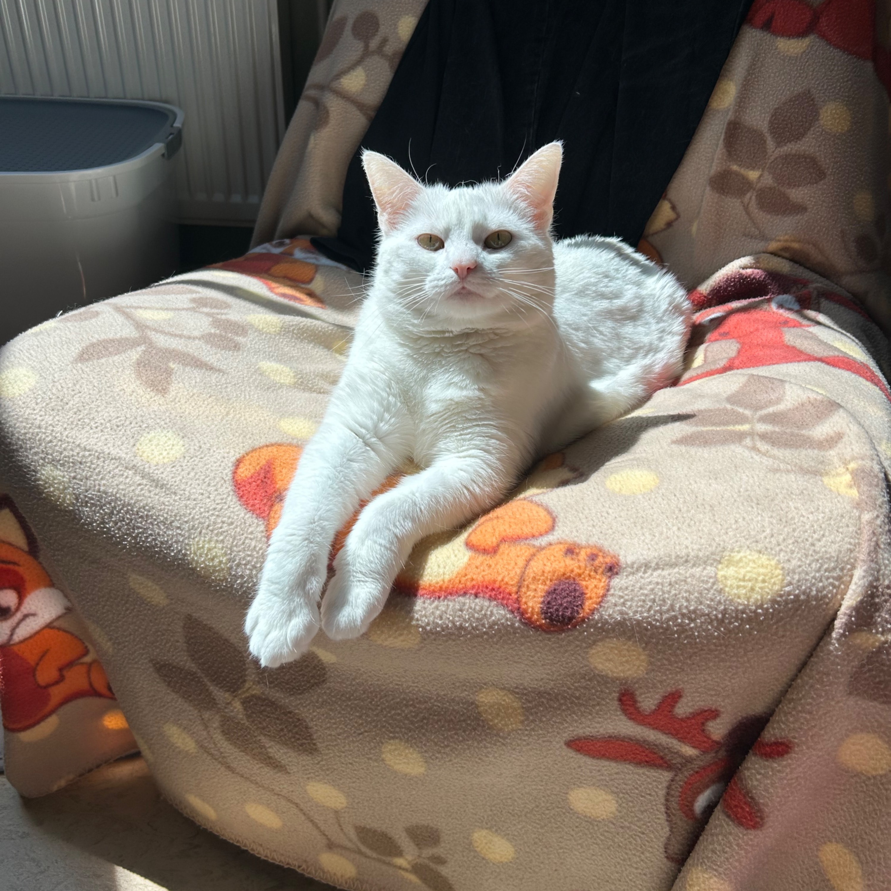 Coco