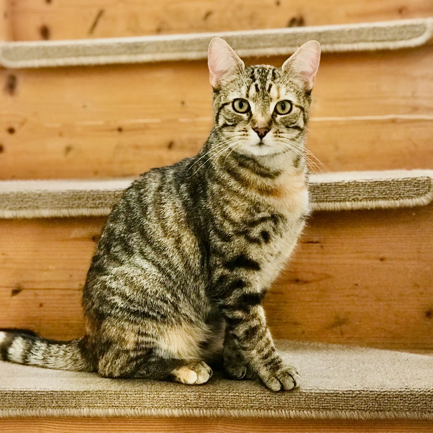 Kika