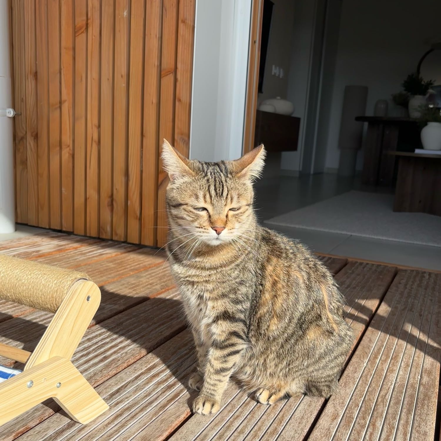 praline 