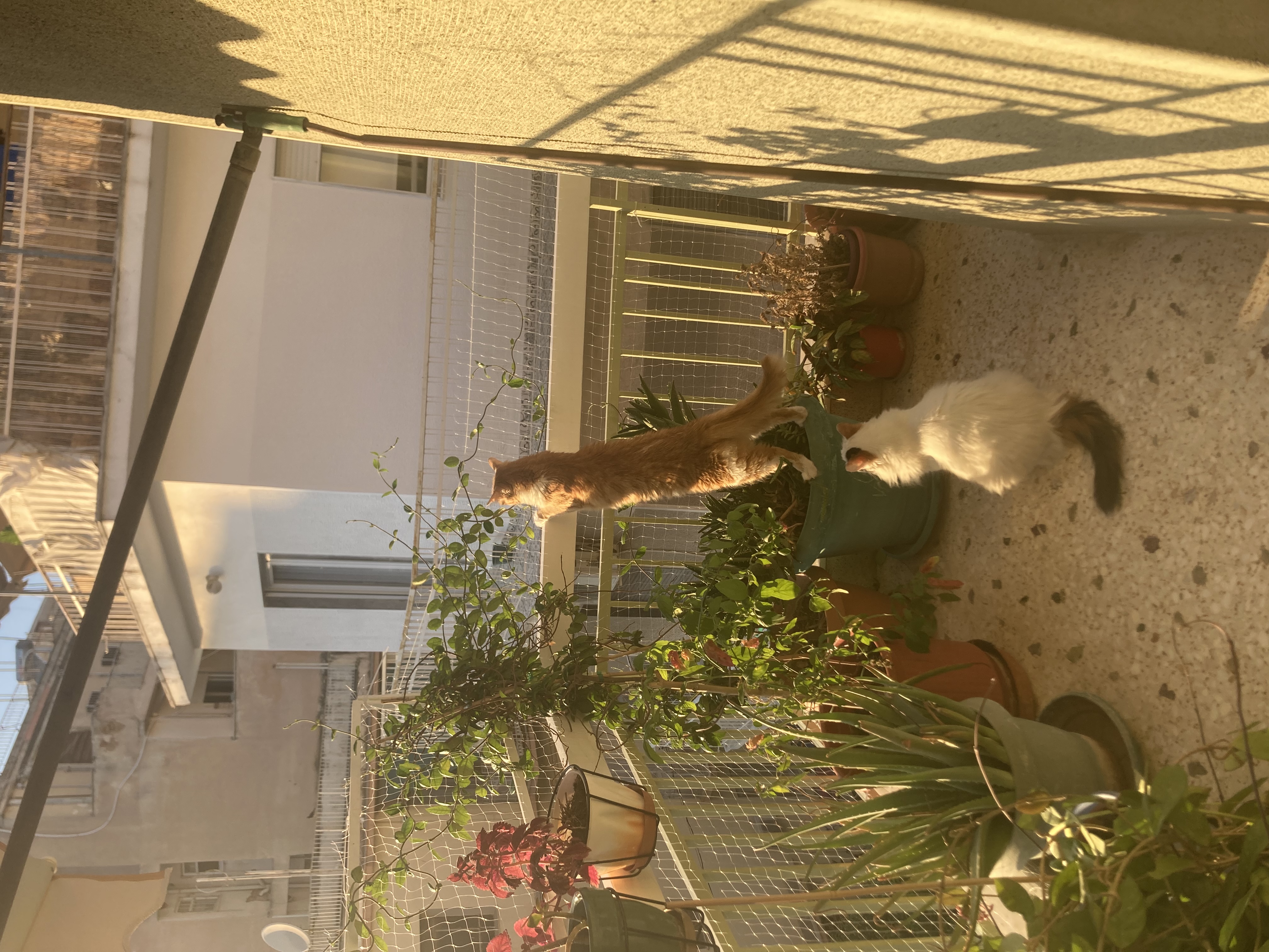 image-8