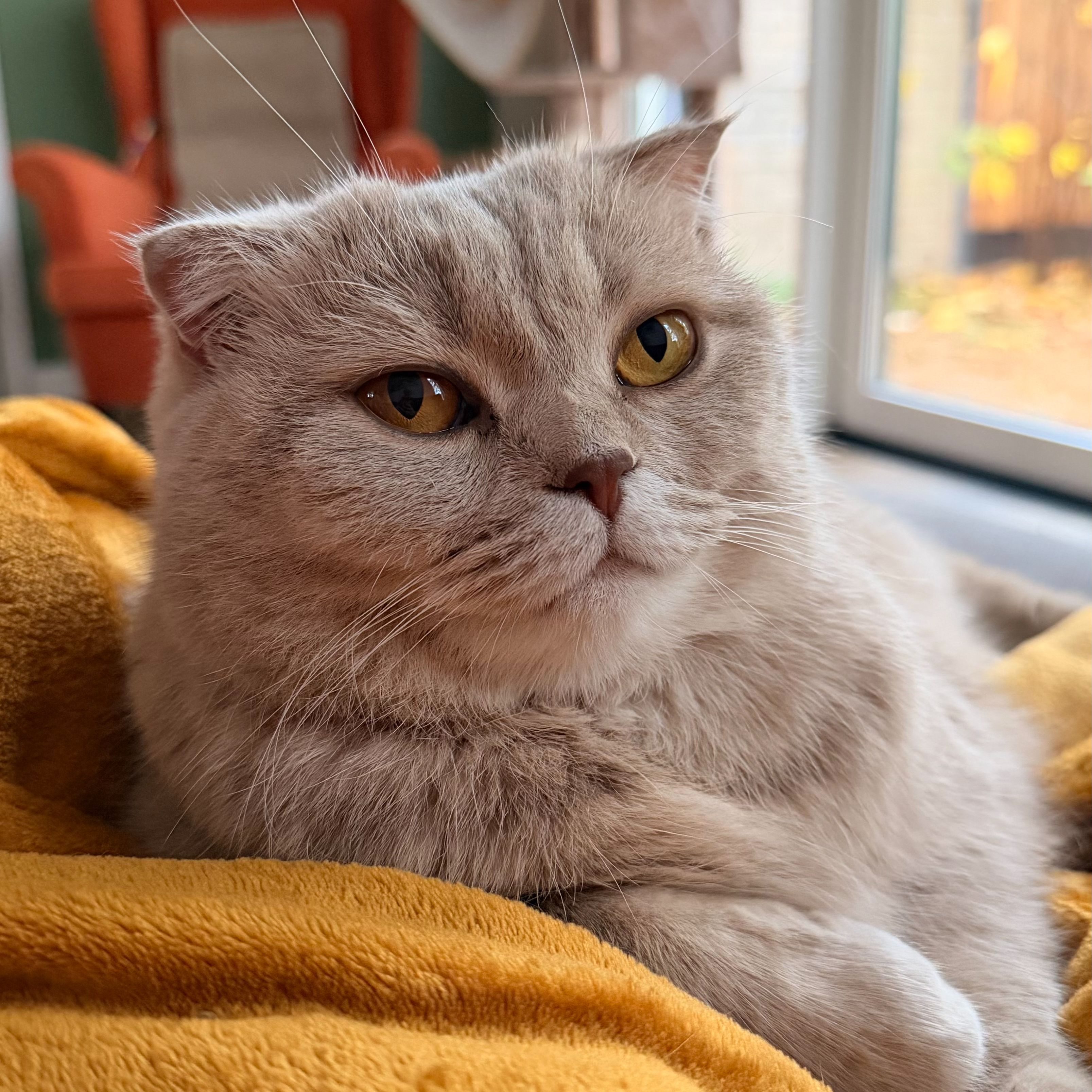 Simba