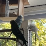 Kleiner Wellensittich-Schwarm