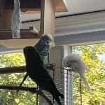 Kleiner Wellensittich-Schwarm