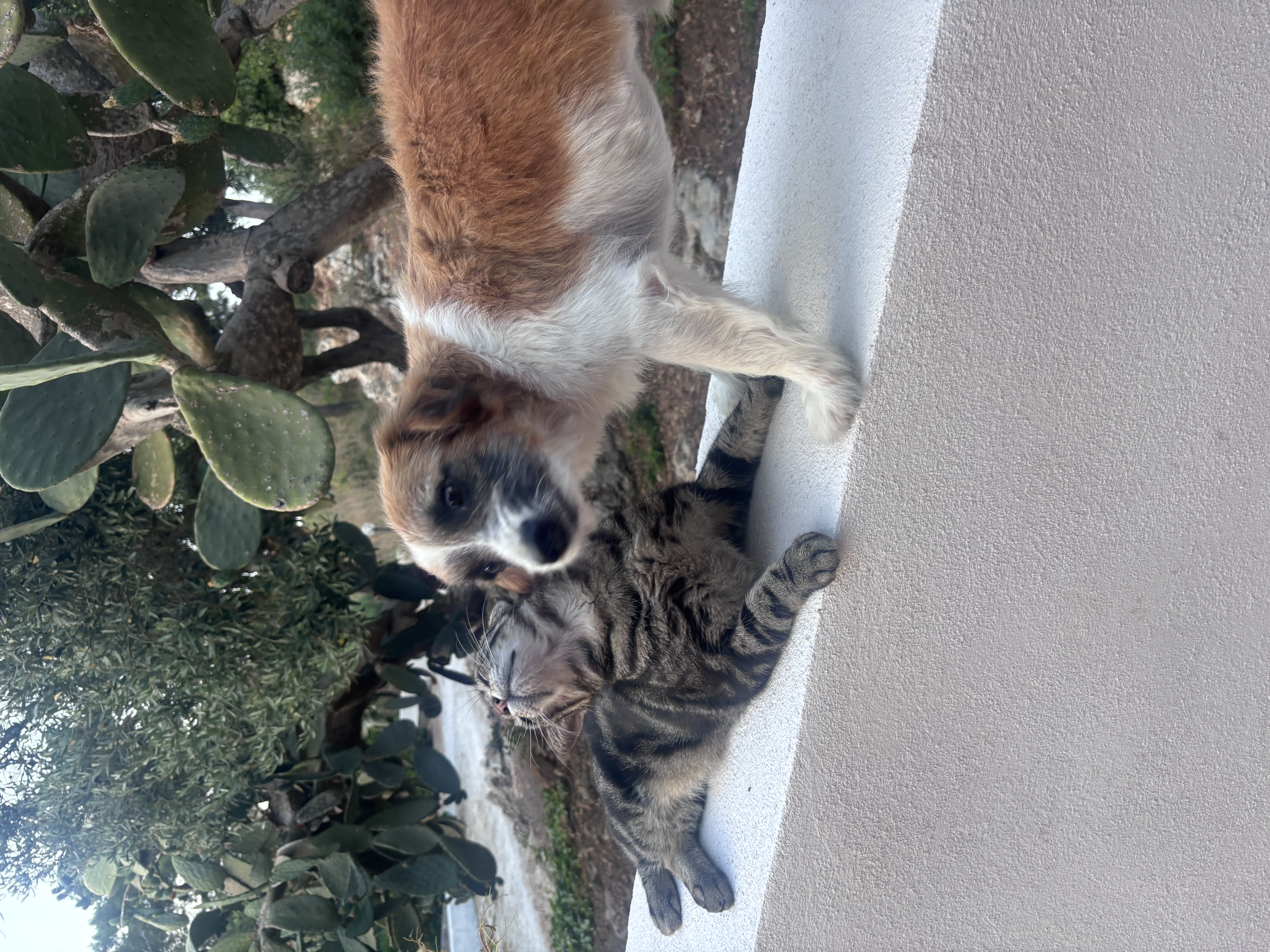 image-7