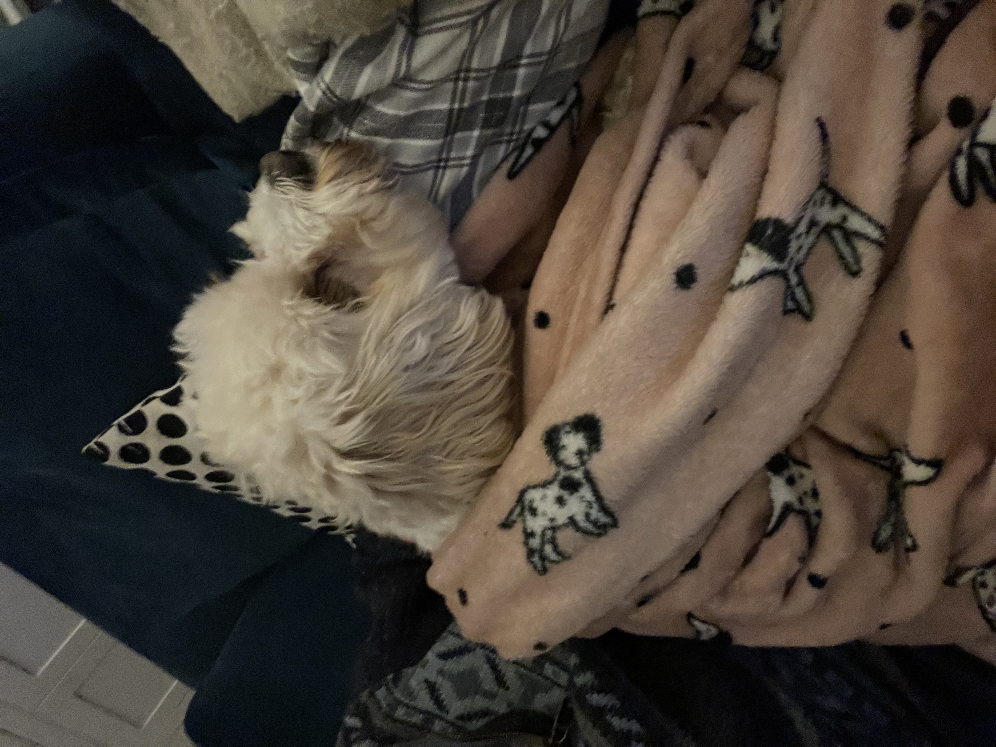 image-7
