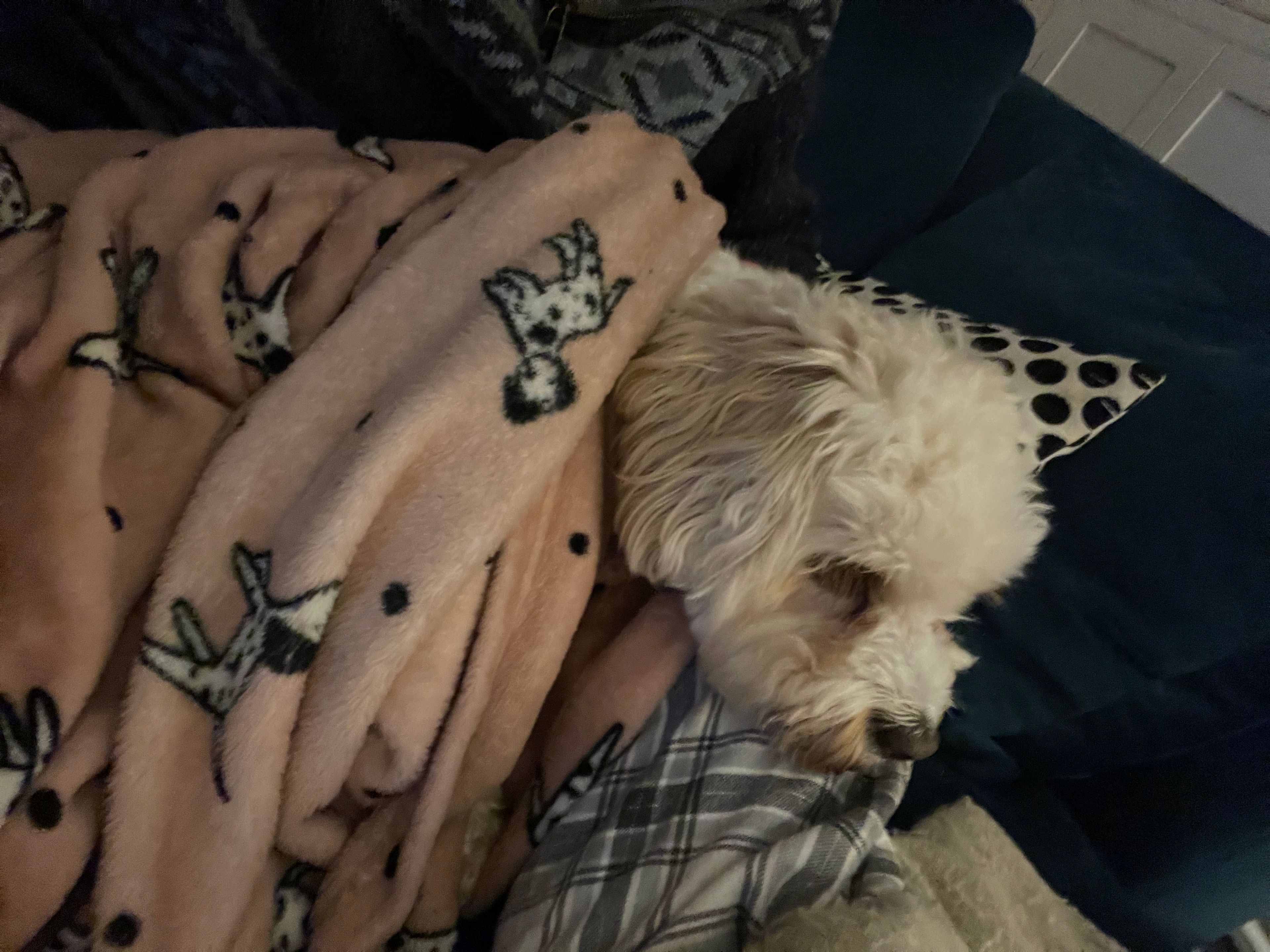 image-7