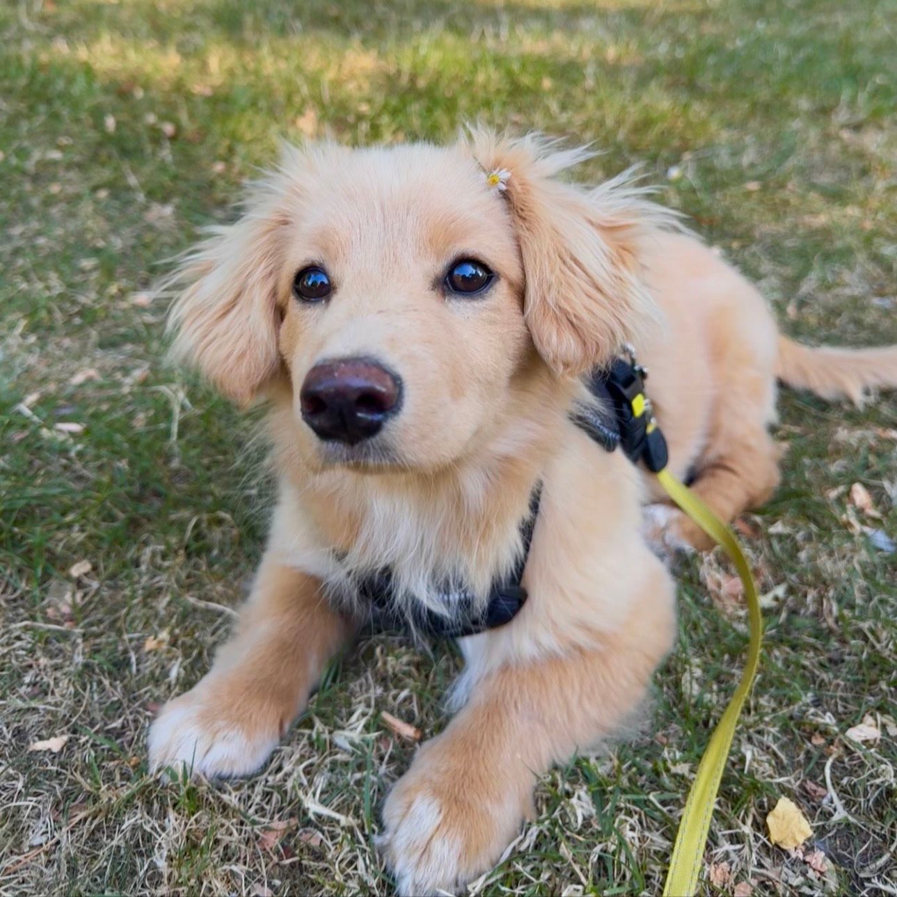 Pippa