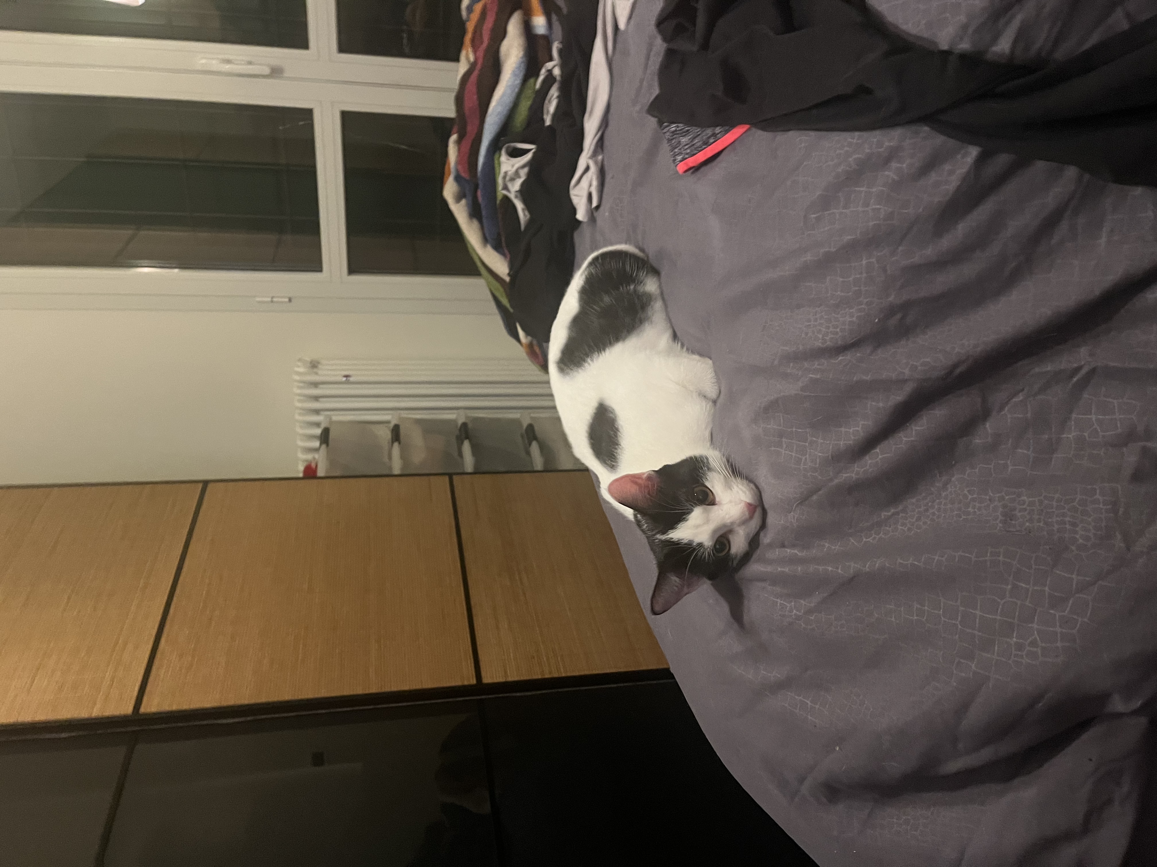 image-7