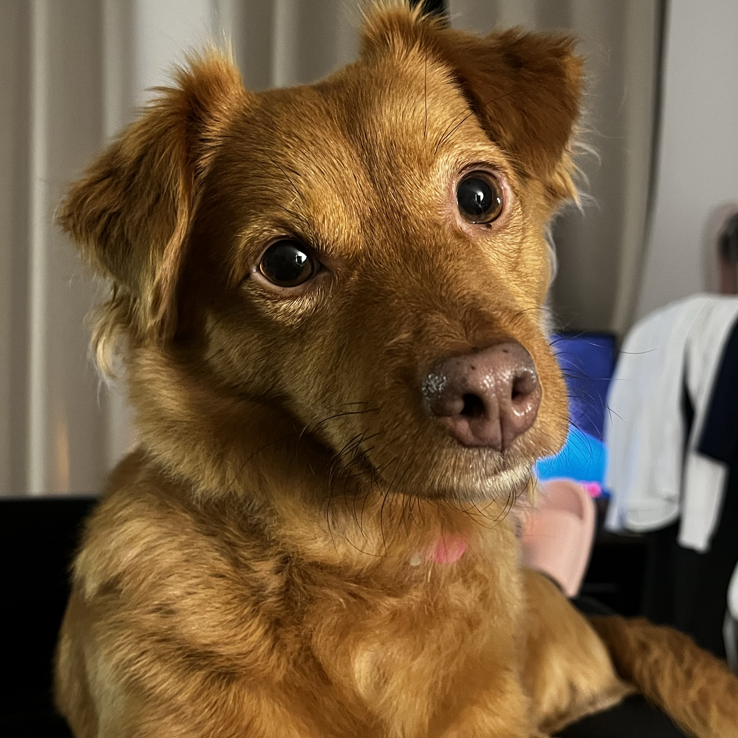 Lola