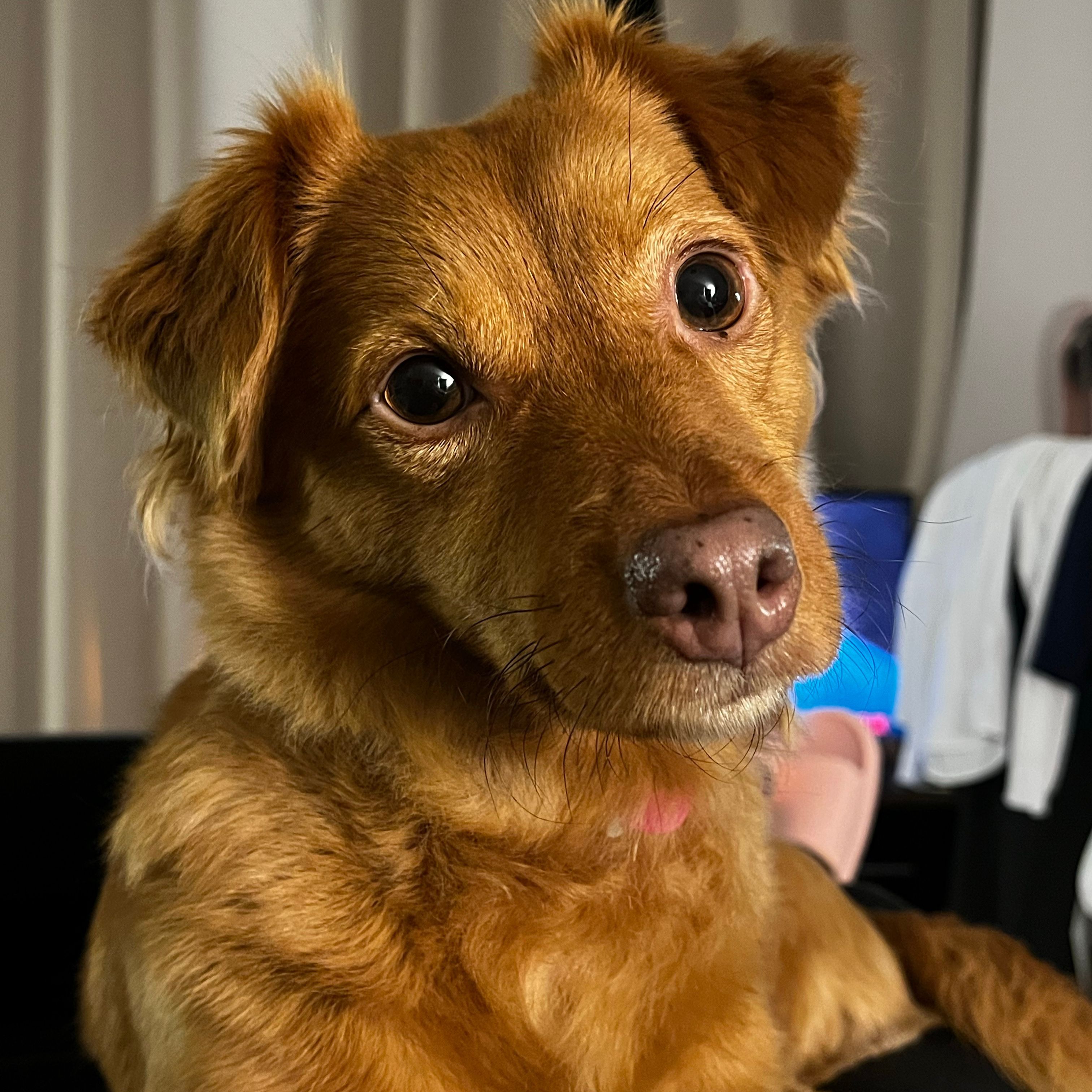 Lola