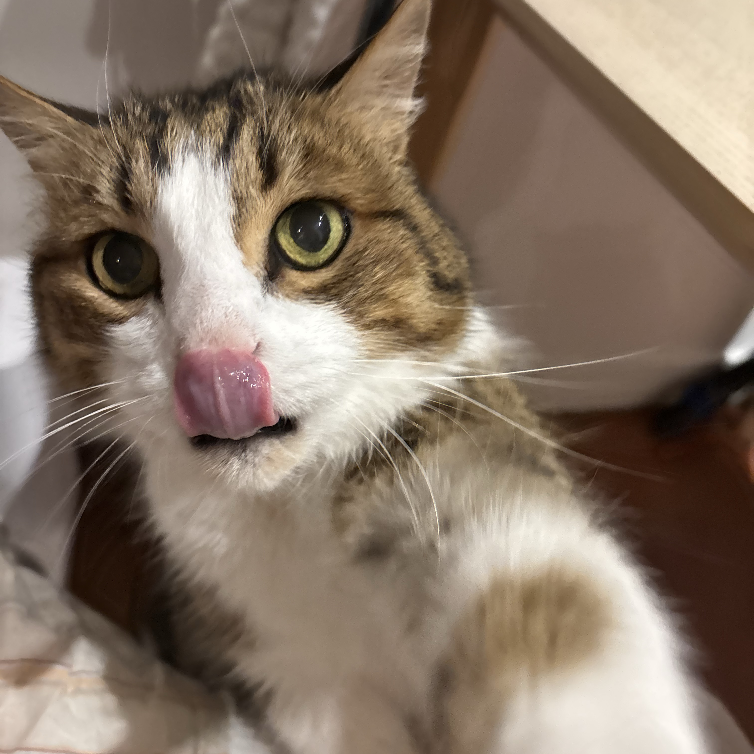 Léo
