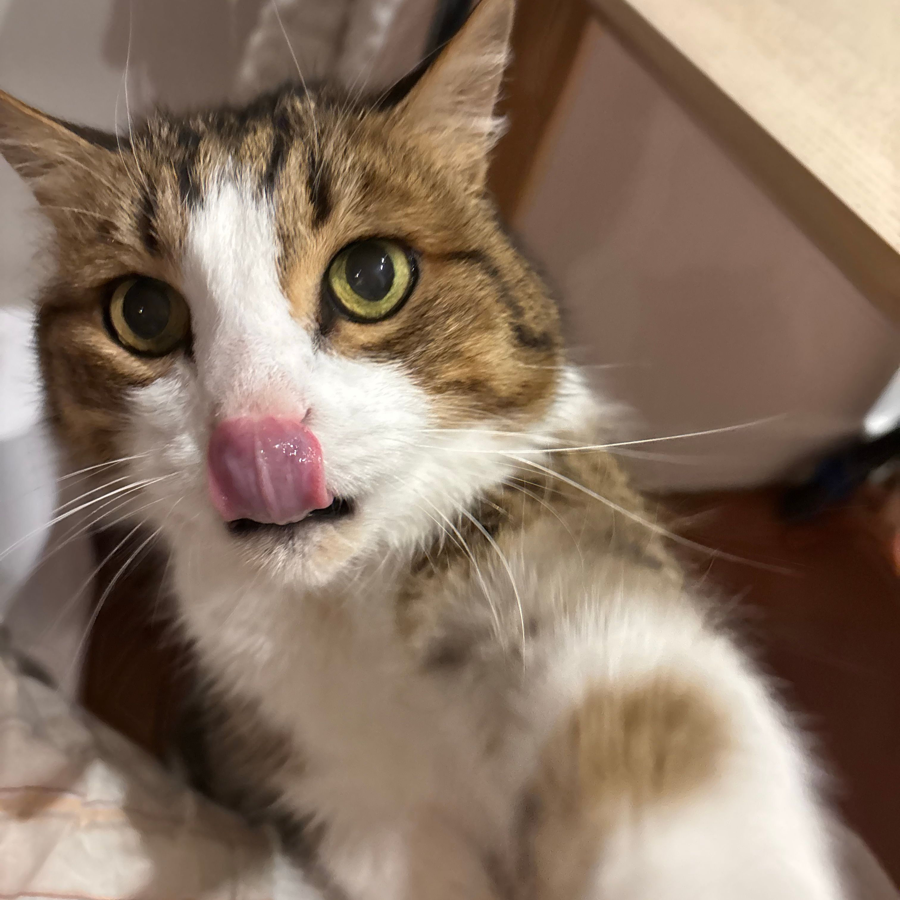 Léo