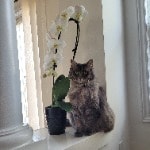 Alina