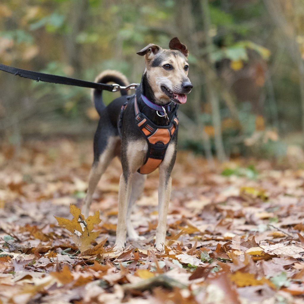 Maya
