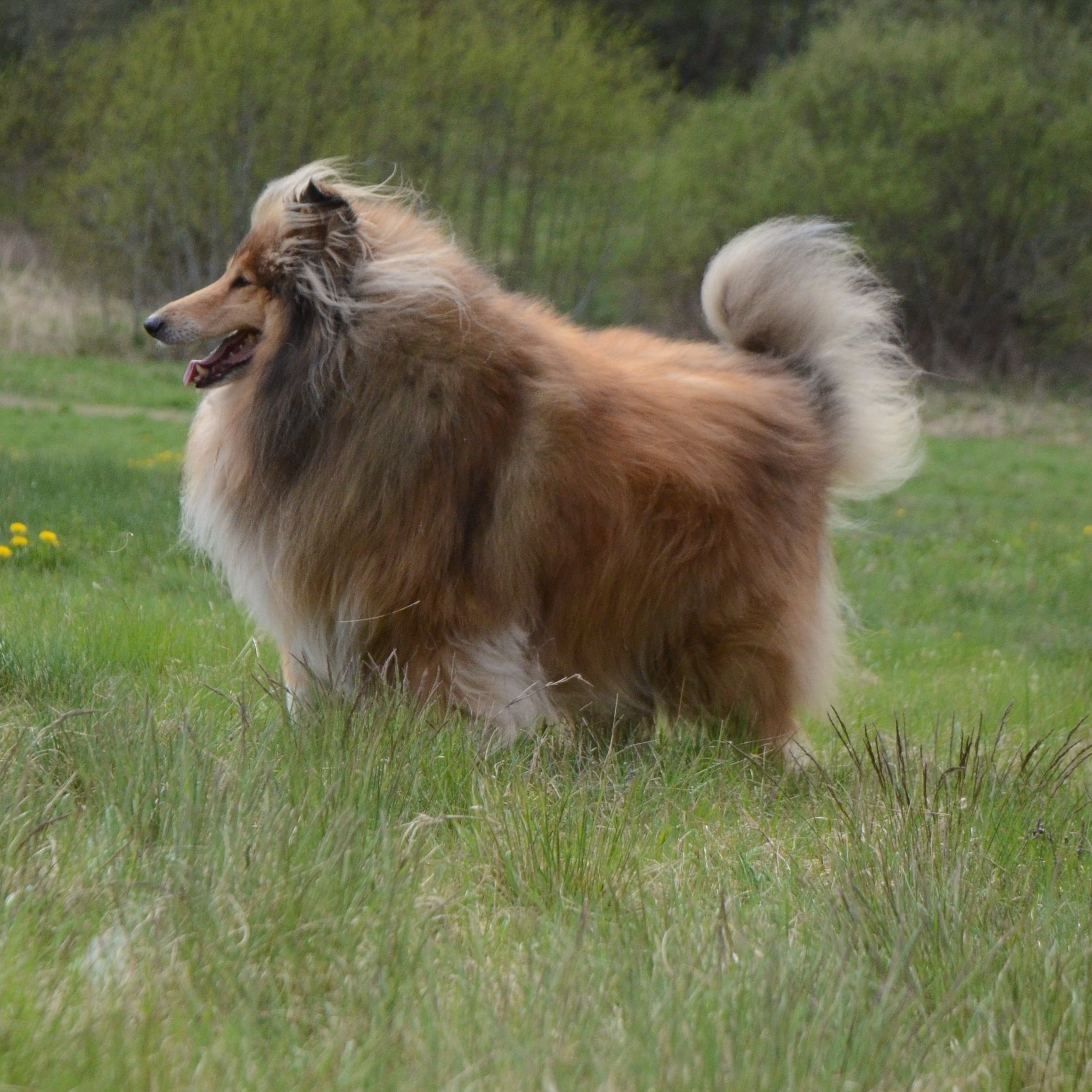 Baloo
