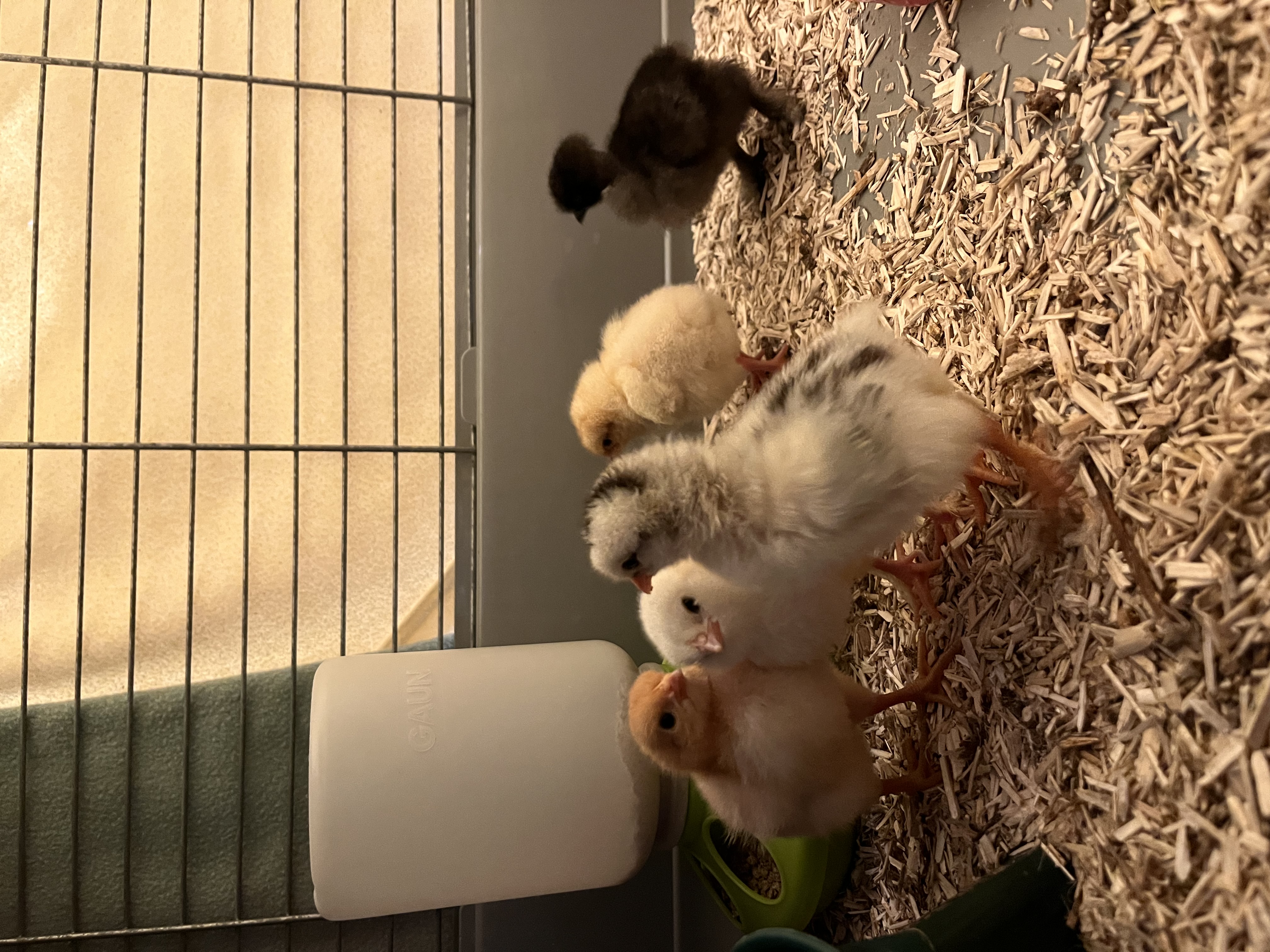 image-12
