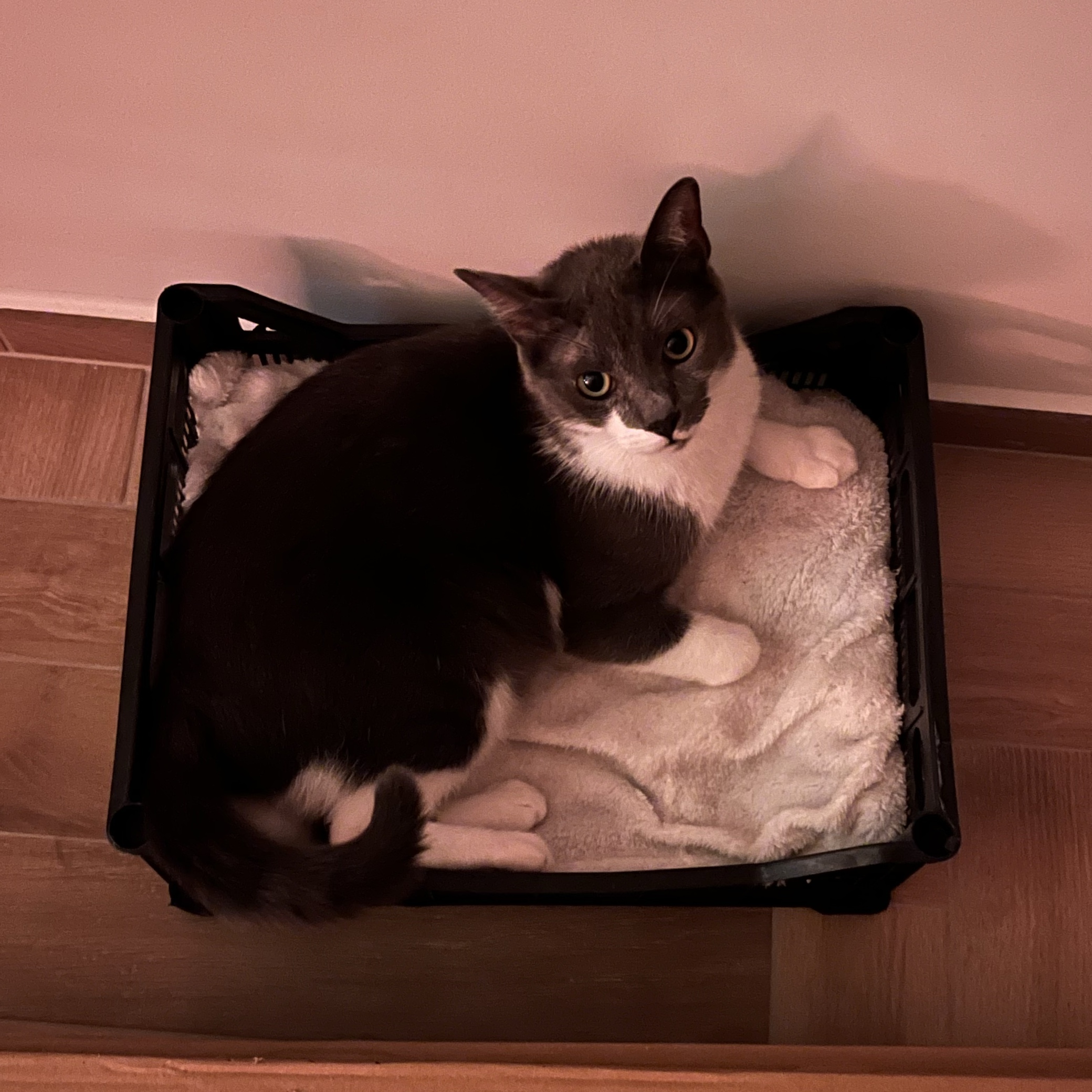 Sirius