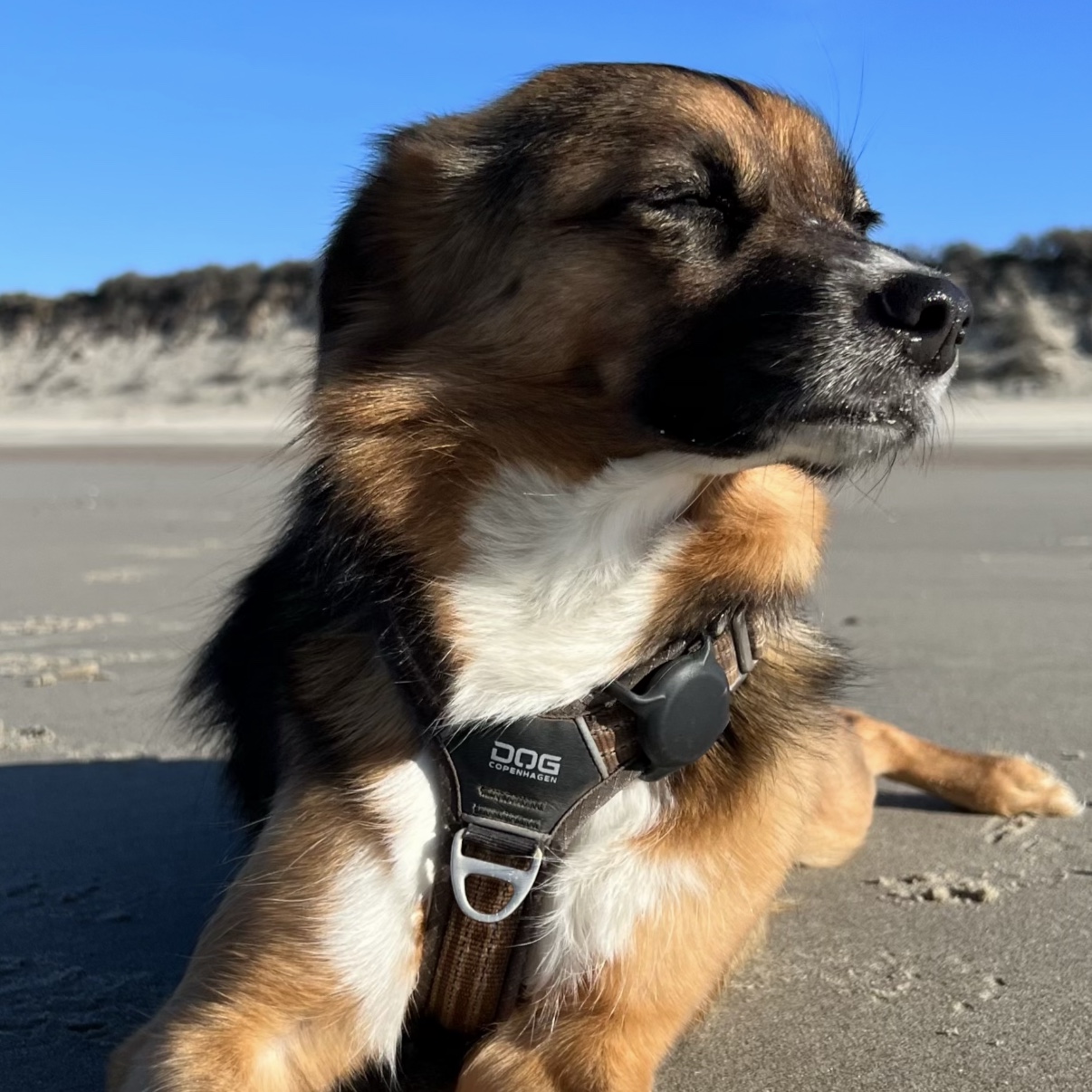 Bowie