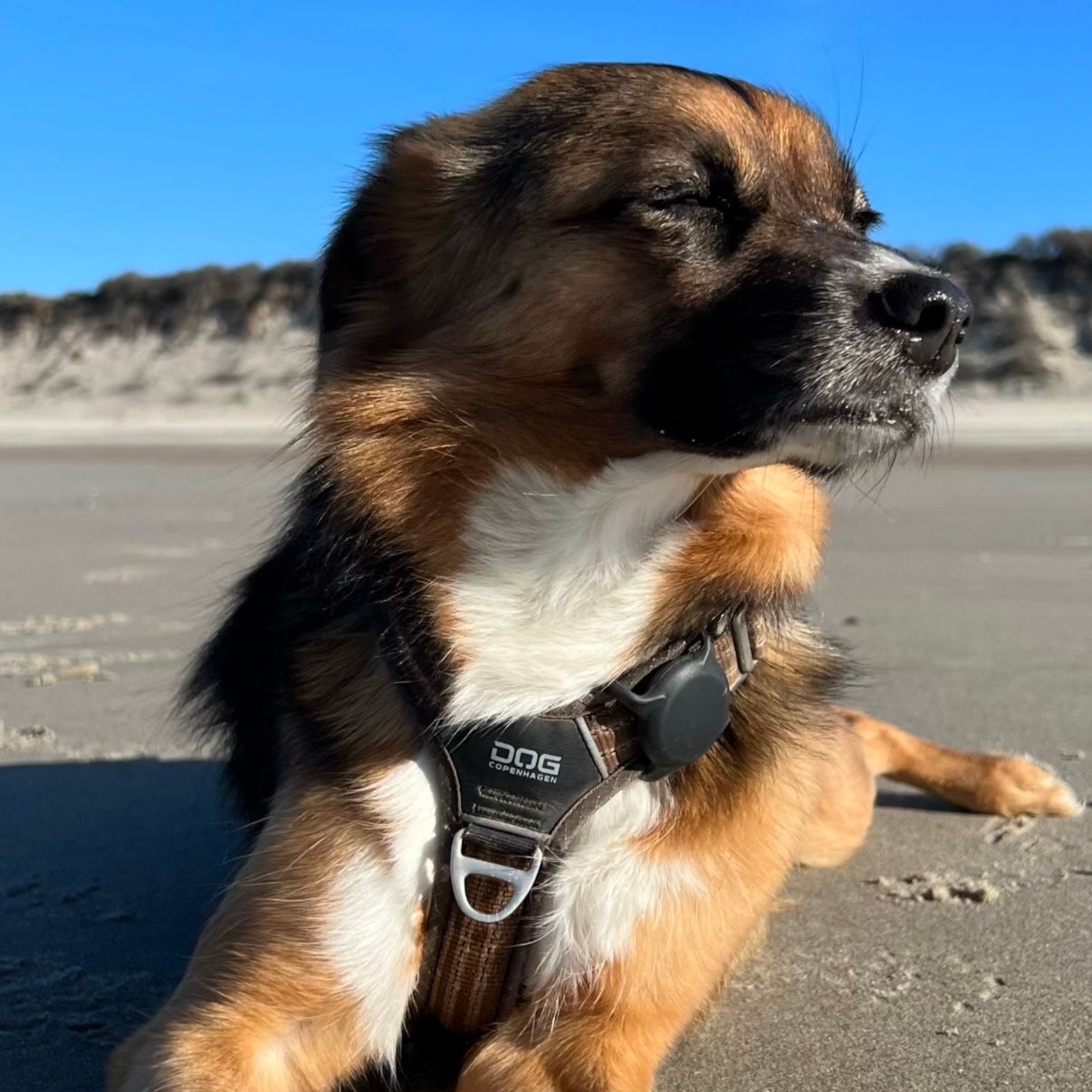 Bowie