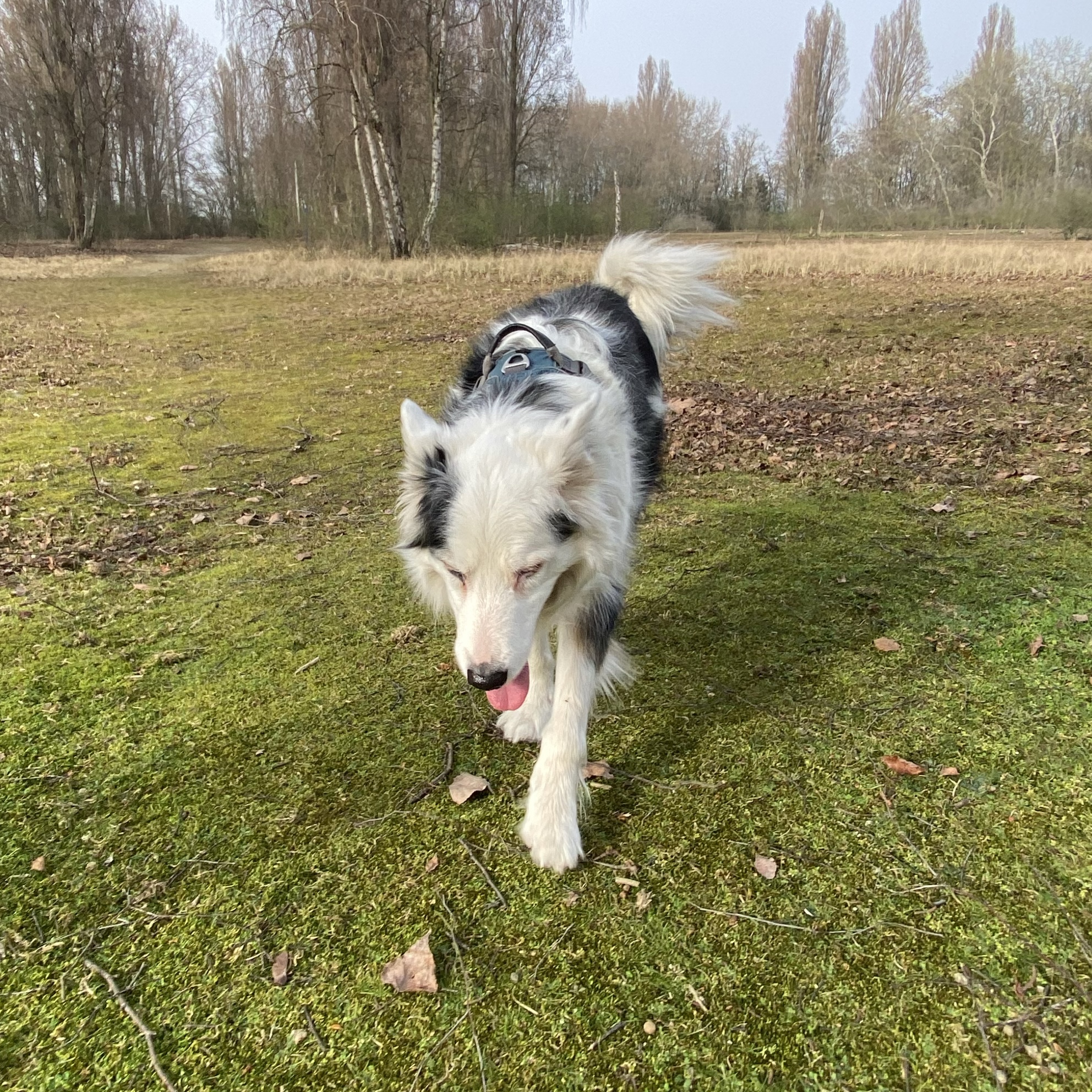 Bowie