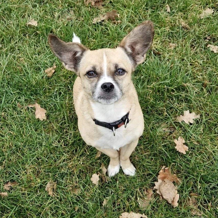 Diego