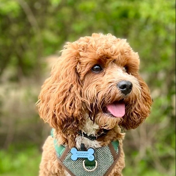 Luca