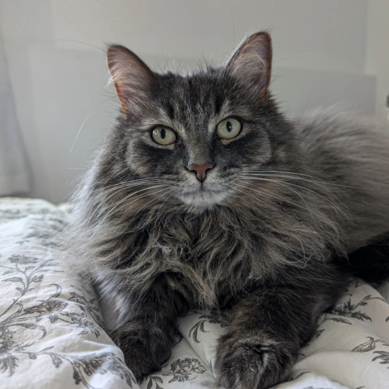 Léo