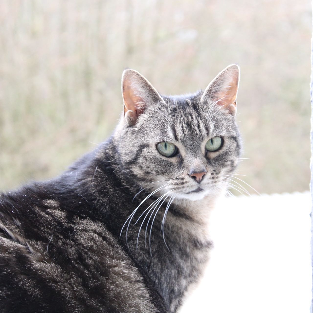 Katzi