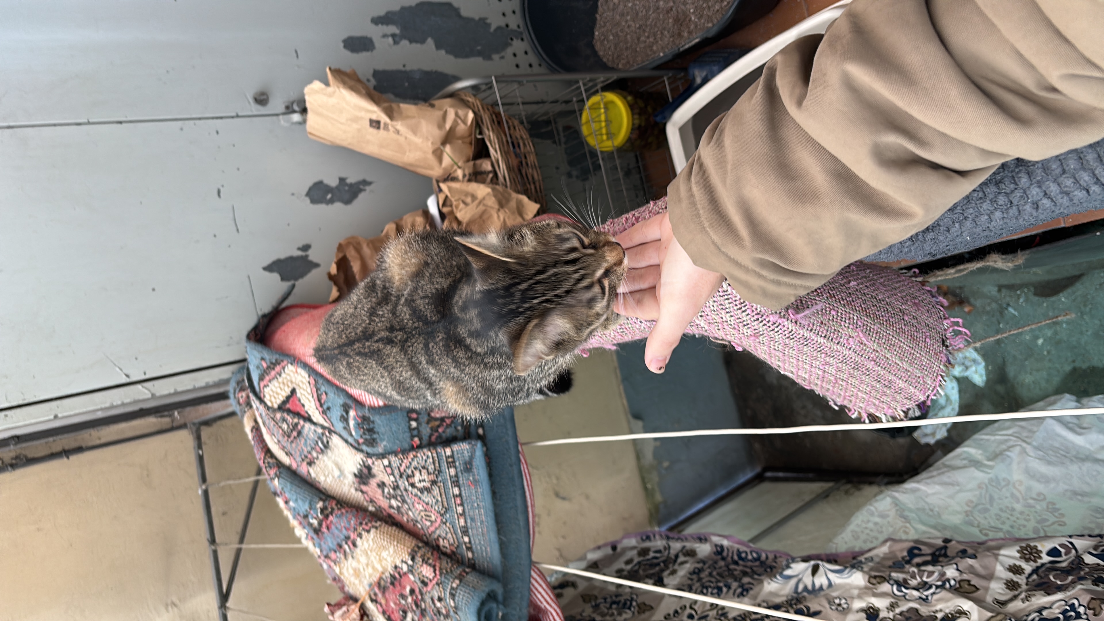 image-7