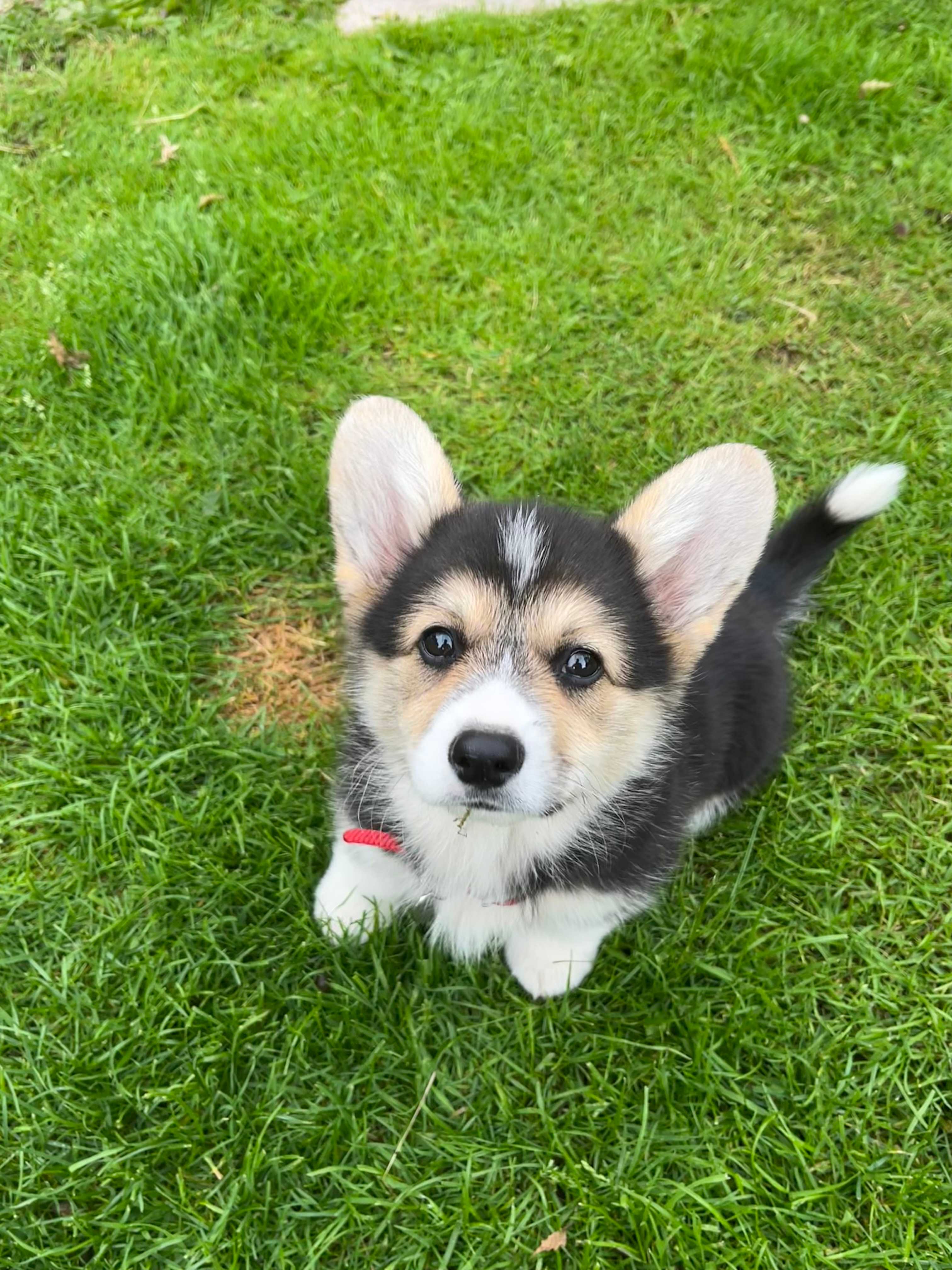 Daisy Pet sitter in Falmouth - Main Image