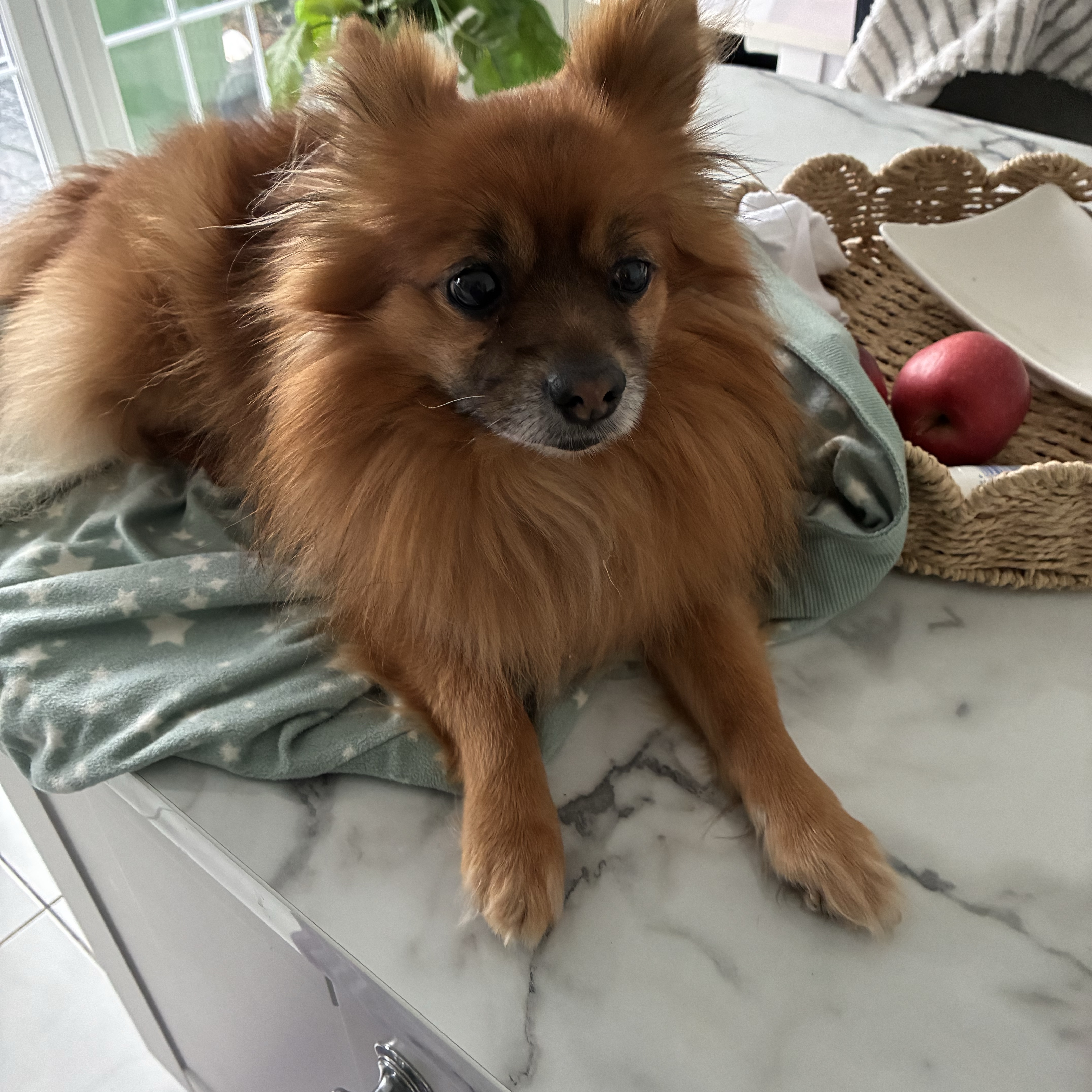 Duke